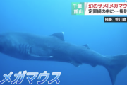 【幻のサメ】生きたメガマウス、東京湾の沖合に　専門家「生きた姿をここまで鮮明に捉えた映像はとても珍しい」