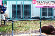 【速報】市内に猪が出現し2人怪我。猪は市職員が即席の「槍」で刺し殺して駆除