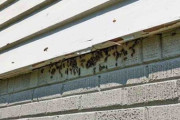 自宅の屋根裏にミツバチの巣、１０万匹を駆除　米アトランタ