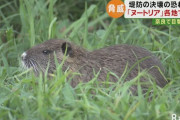 野生の『ヌートリア』 奈良で目撃相次ぐ