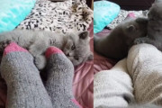 ブリティッシュショートヘアの子猫たちが、ゆる〜くベストポジションを争いながら飼い主さんにまとわりつく様子にメロメロ