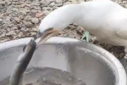 【朗報】鳥さん、無限に魚を食える