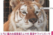 【画像】那須サファリパークで女性飼育員の右手首を食いちぎった犯人のご尊顔が開示される・・・