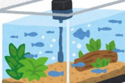 ペット飼えないから、初めて熱帯魚飼うンゴｗｗｗｗｗｗｗｗｗｗｗ