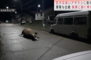 深夜に「巨大ゾウアザラシ」が住宅街で迷子、軍隊も出動する事態に…チリ！
