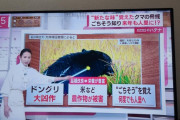 クマさん、人の育てた米を食べることを覚える