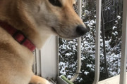 柴犬とヒマチーと雪景色