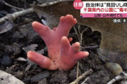 【画像】千葉県の住宅地で発見された毒キノコ、普通に美味しそうｗｗｗｗｗｗｗｗｗｗｗｗｗｗｗ