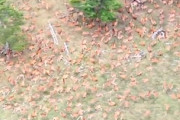 【動画】すご。長野県の南アルプスで鹿の超大群が撮影される。