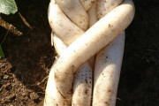 【画像】とんでもないダイコンが収穫されてしまう・・・