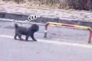 小さなイヌが散歩していた。その途中には「車止め」が並んでいる → 犬は何度もこうします…