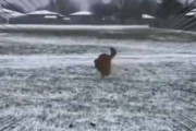 【イヌ】 今シーズン初めて雪が降った。このときを待ってたよ～！ → うちの犬はこうなった…