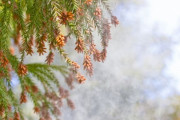 【朗報】 政府、30年後に花粉を半減させるために動き出す