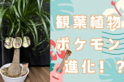 観葉植物がポケモンに進化！？誰でも真似できる魔改造に「鳴き声が頭で自動再生されました」