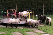 ロックダウン中のイギリスで子羊の群れが回転遊具に集結、めっちゃ回ってるんやがｗｗｗｗｗ