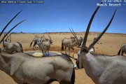 ナミブ砂漠のオリックス、視聴者に配慮できず居座る