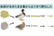 魚卵は鳥に食べられても生きたまま糞から出てくると判明！　魚は糞によって別の湖に移動していた