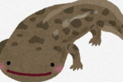 【解説/いきもの】日本はサンショウウオの楽園 ← なんで？