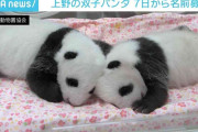 上野動物園の双子パンダ 7日から名前を募集 カタカナ表記で9文字まで