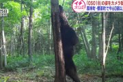 【画像】令和最強のヒグマ『OSO18』新たな鮮明写真が公開される！