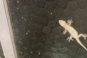 窓にヤモリ張り付いててワロタｗｗｗ（※画像あり）