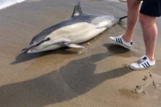 【新型コロナ】ロックダウン中のスペインで、若者が砂浜に打ち上げられた『イルカ』6匹を発見　警察に追われながらも救助する