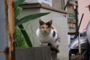 【ねこ画像】町中のねこ、こねこたち ほか