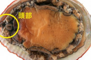 【画像】「アワビ」には顔があった！かなりキモいと話題に！もう食えない
