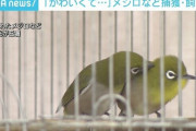 【悲報】民家「ﾁｭﾝﾁｭﾝ」 警察官「この鳴き声は法律で捕獲が禁じられているメジロやんけ！」