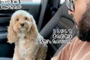 ついに伝える時がきたか！前世は人間だったことを問われた犬の驚きの反応