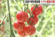 今年の夏は庭にミニトマト植えろや。食いきれないだけ実が付くぞ。虫にもやられないし鳥にも食われない