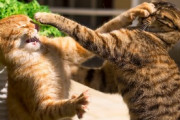 【GIF多め】キャットファイト激しすぎて草 ←これはキレキレネッコwwww