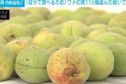 【山梨】「食べるためにとりました」梅115個を盗んだとしてベトナム国籍の女が現行犯逮捕
