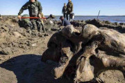 シベリアの湖で約1万年前に死んだ「巨大マンモスの頭蓋骨・肋骨・脚骨」を発見