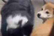 ２匹の犬が騒がしくじゃれていた。こいつらまたやってるよ → 犬はこんな顔です…