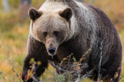 牛を食ったクマは最大400kg。「普通のオリでは曲げられる。4mのクマの想定でオリを用意した」