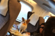 【画像】グリーン席に犬がいるんだけどｗｗｗｗ