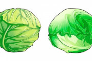 【議論】レタスとキャベツの見分け方ってあるの！？