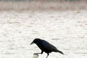 【悲報】カラスさん、太陽光パネルに石を落として破壊する遊びを覚えてしまうｗｗｗｗｗ