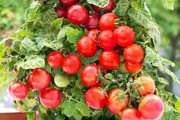 【！？】投資「年利5％くらいです」ミニトマトの苗「庭で可愛がって育てたら利回り10000%相当です」
