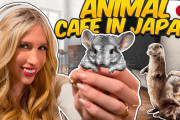 海外「みんなかわいい！」東京の動物カフェ訪問記に夢中