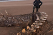 【画像】ネッシー？スコットランドの海岸に巨大な骨が打ち上げられる