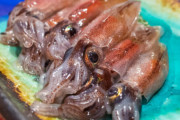 【朗報】ホタルイカ、うますぎる🦑✨😋