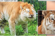 【栃木】那須サファリパークで虎に襲われた女性飼育員、右手首を失う重傷との報道