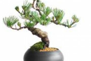 【画像】150万円以上する盆栽すごすぎﾜﾛﾀwwwwwwwwww