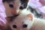 ２匹の子ネコがくっついていた。小さくて可愛いなぁ → 猫の成長は早いですね…