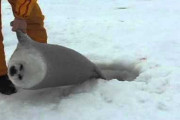 溺れたアザラシを救う動画、10000000再生超え