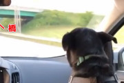 車で陸橋をくぐる時、車内に乗っていた犬の反応がかわいすぎた
