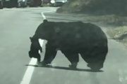 母熊?「車道の向こう側渡るわよ！！」子熊ABCD?「はーい！！」子育て熊大苦戦！その影響で交通もストップ！