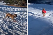 自分で運んだフリスビーをソリ代わりにして雪すべりを繰り返し楽しむワンちゃん！